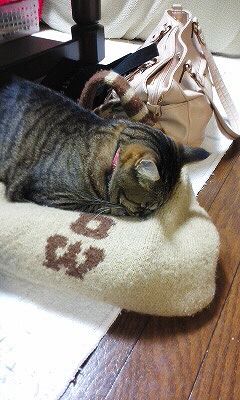猫の写真