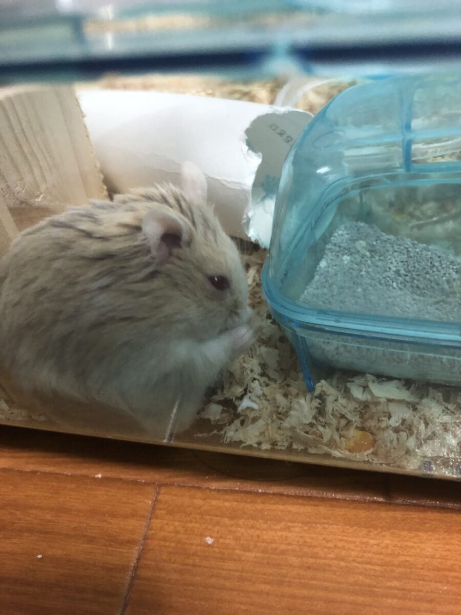 ハムスターの写真