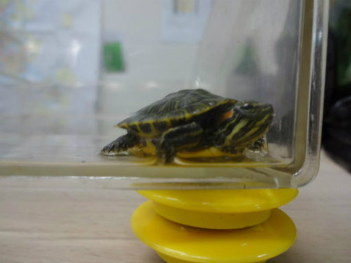 本社の新しい仲間です！！ アイチャッチ