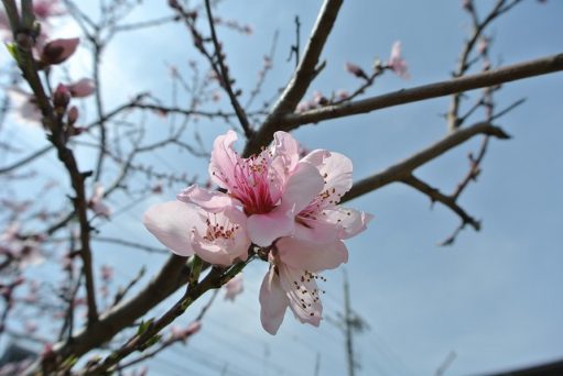 ＊パステルカラー・高彩色の家＊ アイチャッチ
