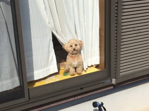 春到来！！ アイチャッチ