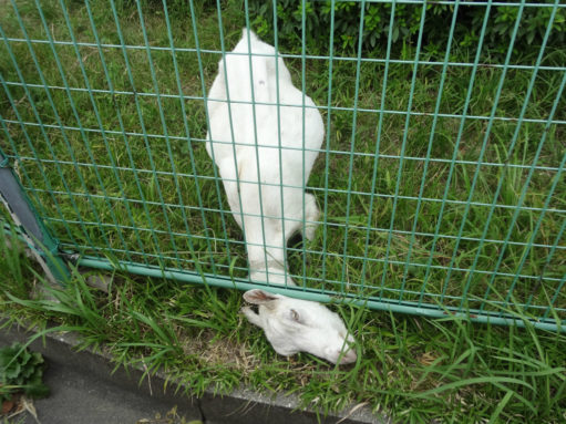 動物ネタです スタッフブログ 外壁塗装専門 塗替え道場 愛知 岐阜 三重