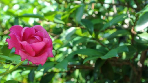DSC_0076